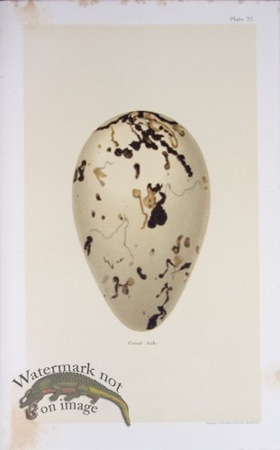 (image for) Seebohm Eggs 03