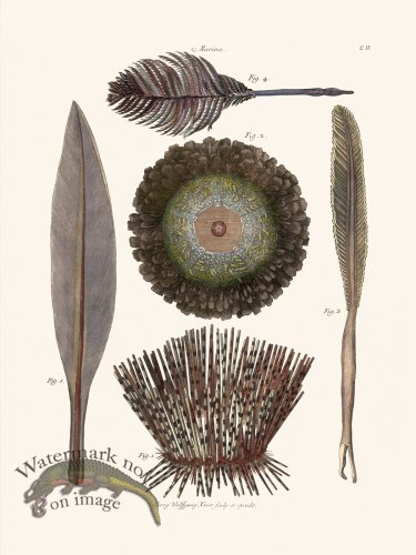 (image for) Knorr Coral 17