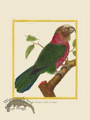 (image for) Martinet Bird 526