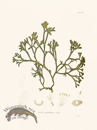 (image for) Bradbury Seaweed 140