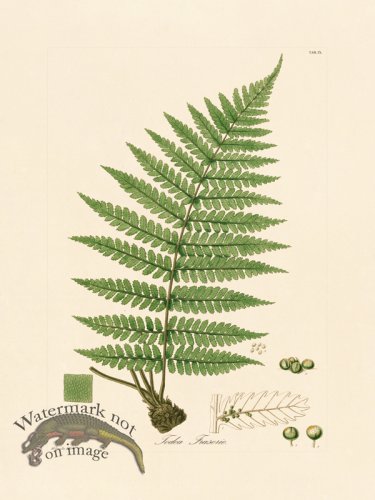 (image for) Hooker Fern 09