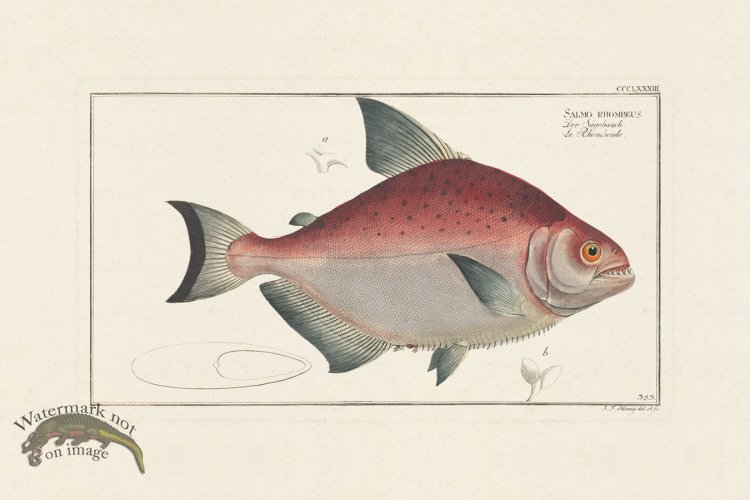 (image for) BLOCH FISH 383