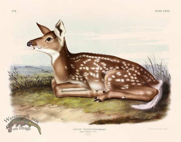081 Common Deer