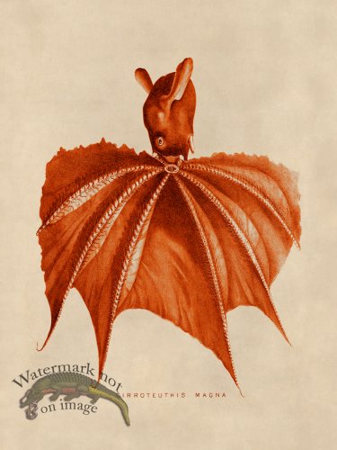 (image for) Octopus Orange 17