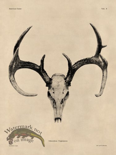 (image for) Tan Bones 08 White Tail