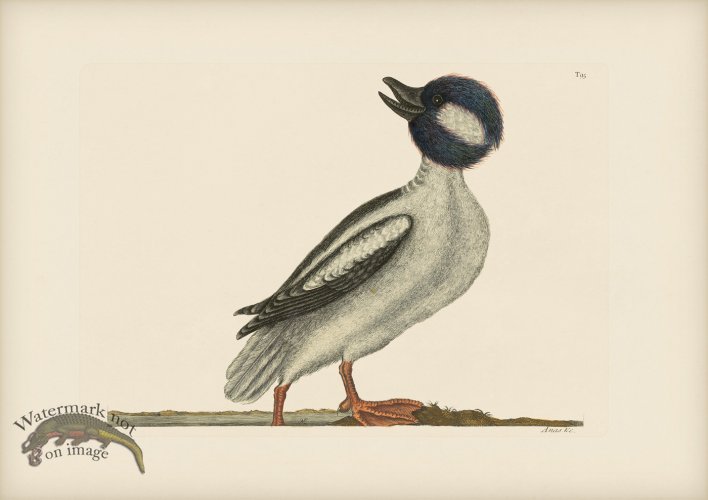 (image for) 095 Buffels Head Duck