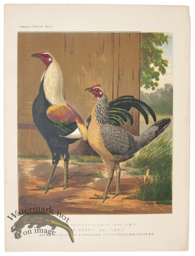 (image for) Duckwing Game Fowls