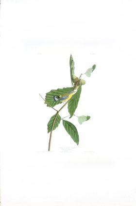 Black & Yellow Warbler