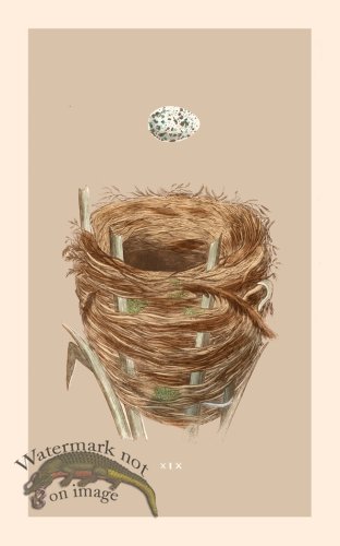 Morris Nest 19