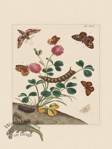 (image for) Moses Harris Insects 44