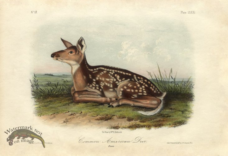 (image for) Common American Deer . Fawn