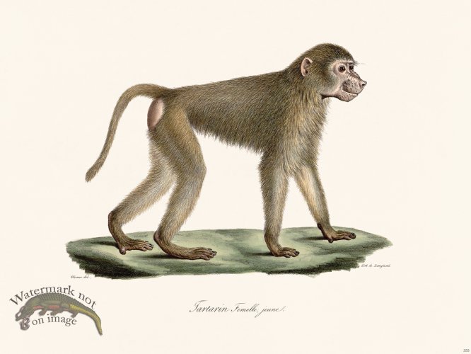 (image for) Cuvier 355 Young Female Tartarin