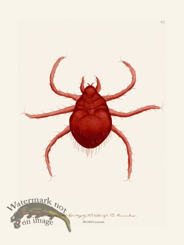 (image for) 042 Acarus Autumnal