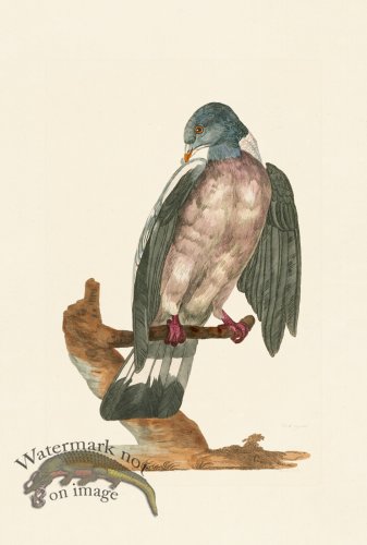 (image for) Pennant Zoology 100