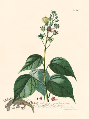 (image for) Trew Botanical 90