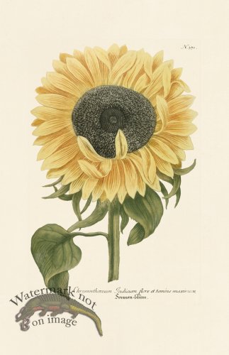 (image for) Weinmann PL 371