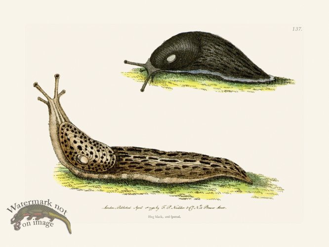 (image for) 137 Slug Blac, and Spotted