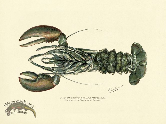 (image for) Lobster - Female
