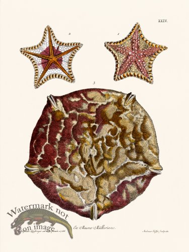 (image for) Knorr Sealife 24