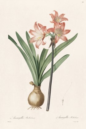 Les Liliacees Redoute 180