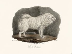 Cuvier 161 Pomeranian Dog