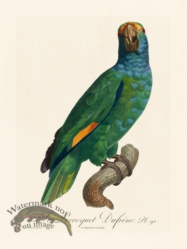 (image for) Barraband Parrot 091