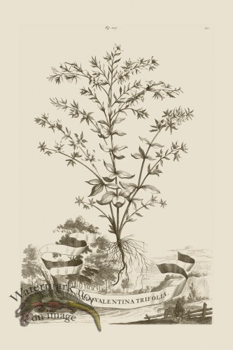 (image for) Abraham Munting 207