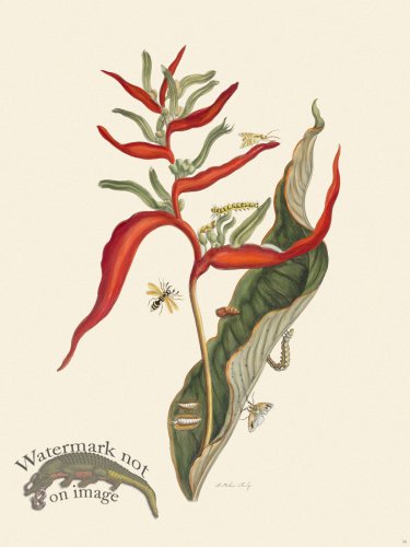 (image for) Merian Metamorphosis 54