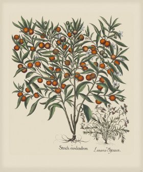 Besler 149 Colored B2