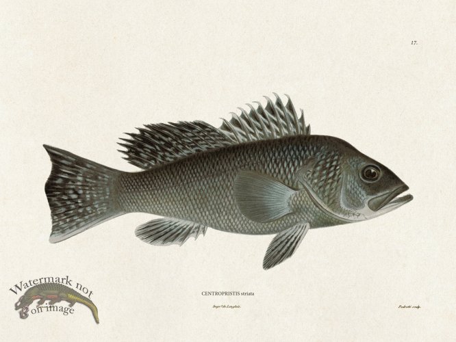 (image for) Werner Fish 017