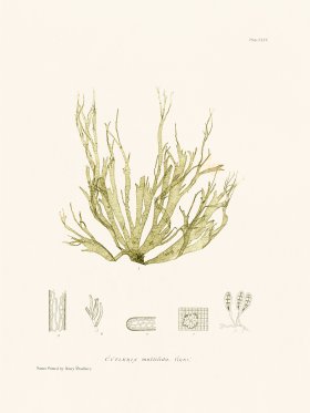 Bradbury Seaweed 154