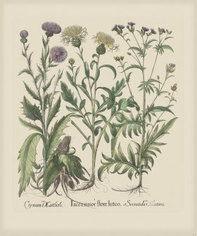 Besler 277 Colored B2