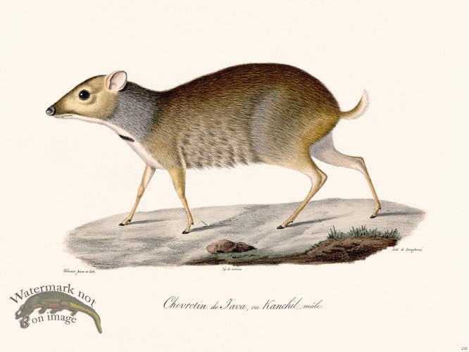 (image for) Cuvier 235 Javan Goat