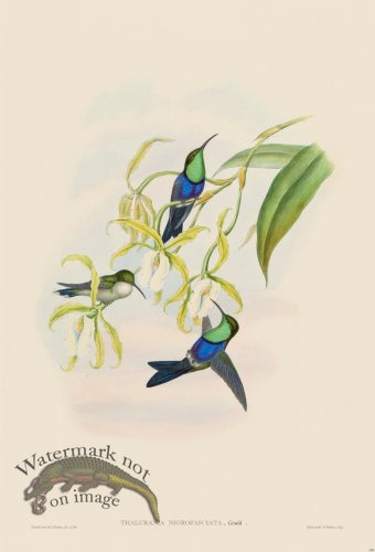 (image for) Gould Hummingbird 104