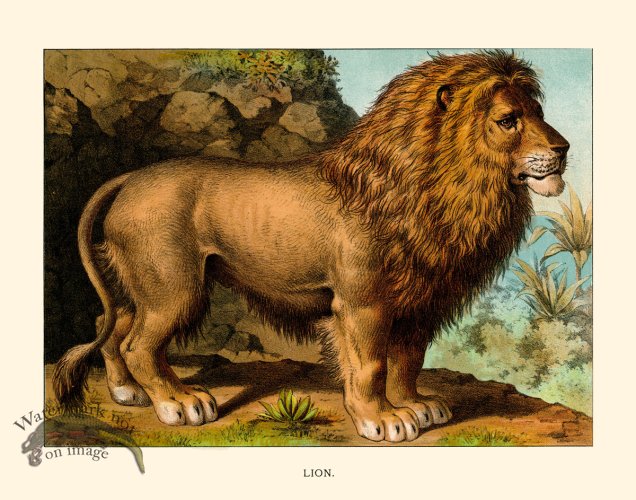 CP 13 Lion