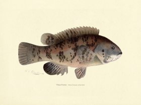 Tautog