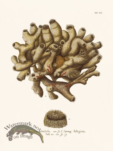 (image for) Esper Coral 021