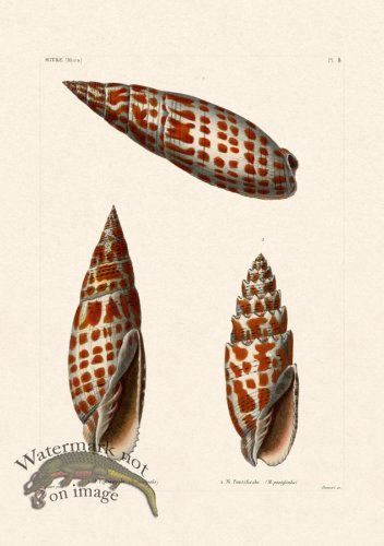 (image for) French Shell 008