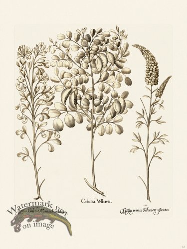 (image for) Besler 012 B1