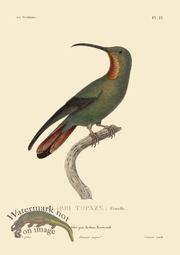 (image for) Humming Bird 11