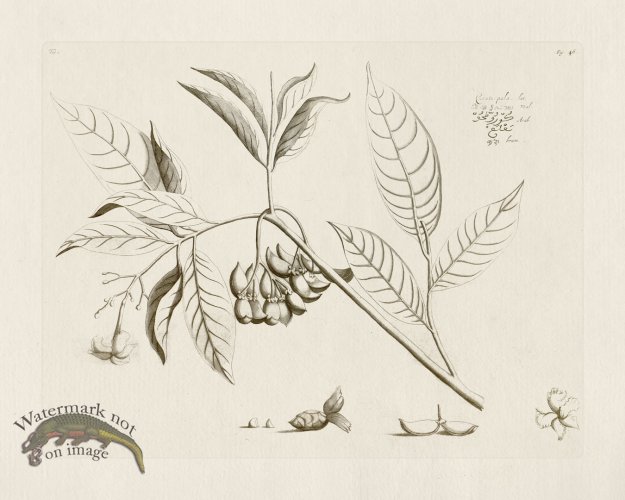 (image for) HORTUS VOL 01 46