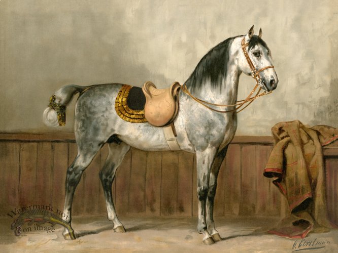 (image for) Lippizaner Horse by Eerelman