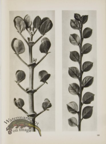 (image for) Blossfeldt T 101