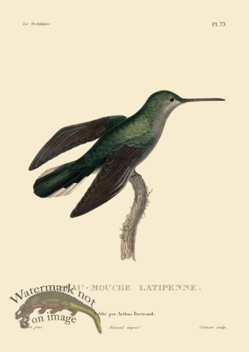 (image for) Humming Bird 73