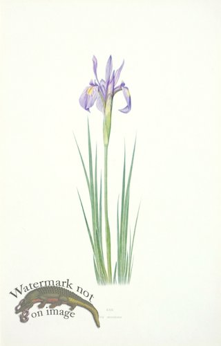 (image for) Dykes Iris 16