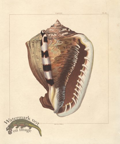 (image for) SingleShell 01