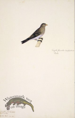 (image for) 58 Swedish Birds . Fringilla Flavirostris. Twite