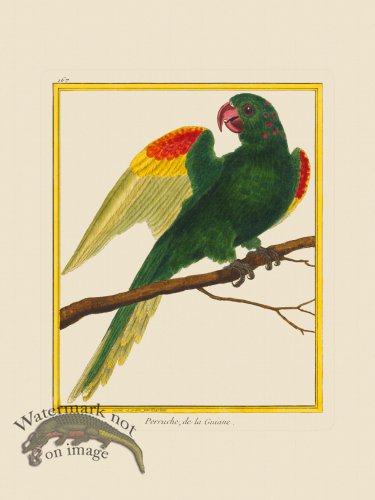 (image for) Martinet Bird 167