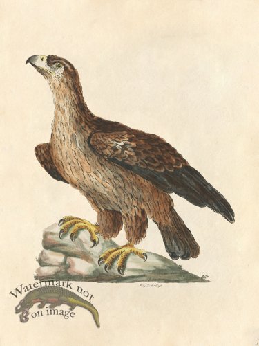 (image for) Ring Tailed Eagle - Tribute Bd 73 M