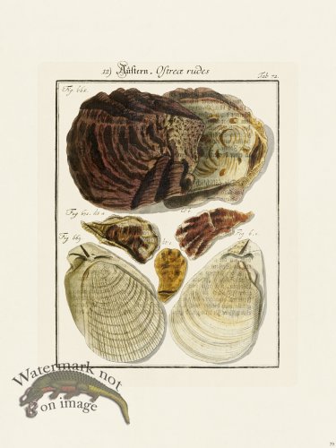 (image for) Martini Shells 079